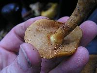 Gymnopilus junonius image