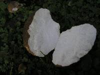 Calvatia craniiformis image