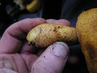 Gymnopilus junonius image