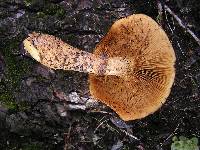 Gymnopilus junonius image