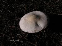 Leucoagaricus leucothites image