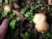 Calvatia craniiformis image