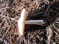 Leucoagaricus leucothites image