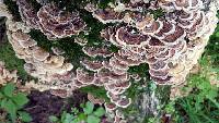 Trametes versicolor image