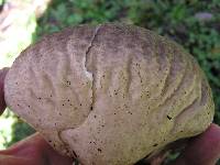 Calvatia craniiformis image