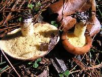 Suillus granulatus image