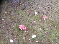 Amanita muscaria image