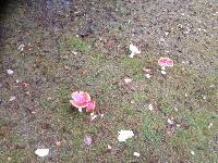 Amanita muscaria image