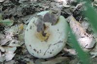 Lactarius deceptivus image