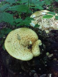 Polyporus squamosus image