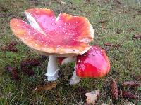 Amanita muscaria image