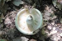 Lactarius deceptivus image