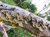 Trametes versicolor image