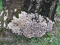 Coprinellus disseminatus image