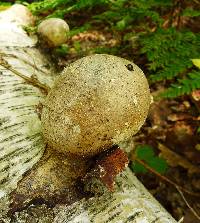 Fomitopsis betulina image