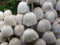 Coprinellus disseminatus image