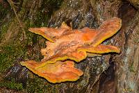 Laetiporus sulphureus image