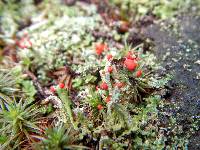 Cladonia cristatella image