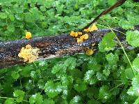 Tremella mesenterica image