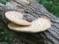 Polyporus squamosus image