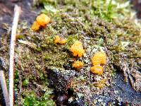 Dacrymyces chrysospermus image