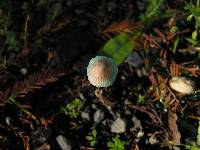 Mycena amicta image