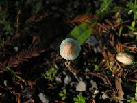 Mycena amicta image