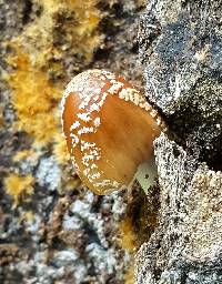 Coprinellus domesticus image