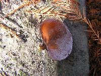 Auricularia cornea image