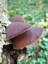 Auricularia cornea image