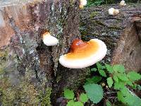 Ganoderma tsugae image