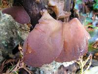 Auricularia cornea image