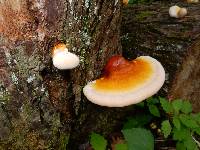 Ganoderma tsugae image