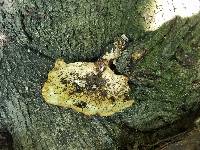 Polyporus squamosus image