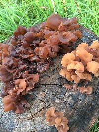 Auricularia auricula-judae image