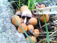 Coprinellus micaceus image