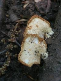 Polyporus alveolaris image