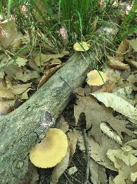 Polyporus varius image