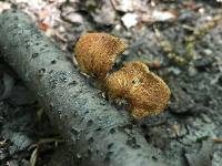 Polyporus alveolaris image