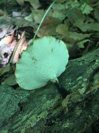 Polyporus varius image