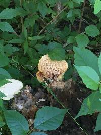 Polyporus squamosus image