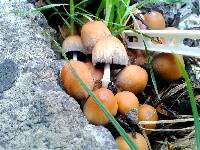 Coprinellus micaceus image