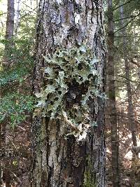 Lobaria pulmonaria image