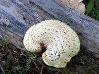 Polyporus squamosus image