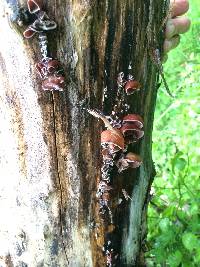 Auricularia auricula-judae image