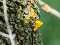Tremella mesenterica image