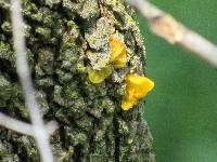 Tremella mesenterica image