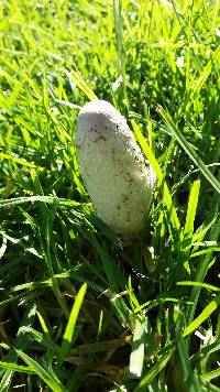 Coprinus comatus image