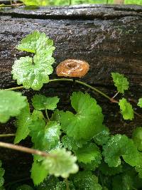 Polyporus arcularius image