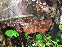 Auricularia auricula-judae image